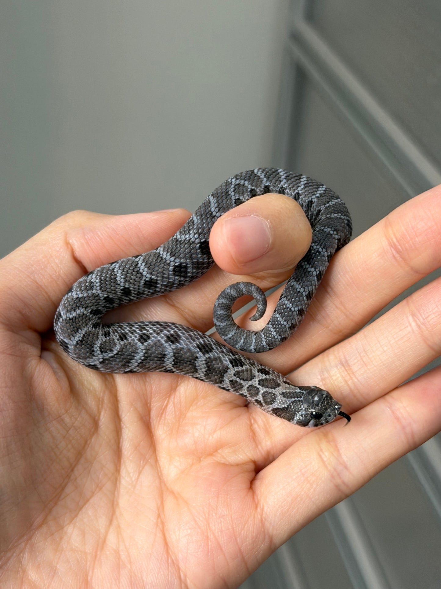 2025 風暴雲Het雪爆 ♂ (H25486)