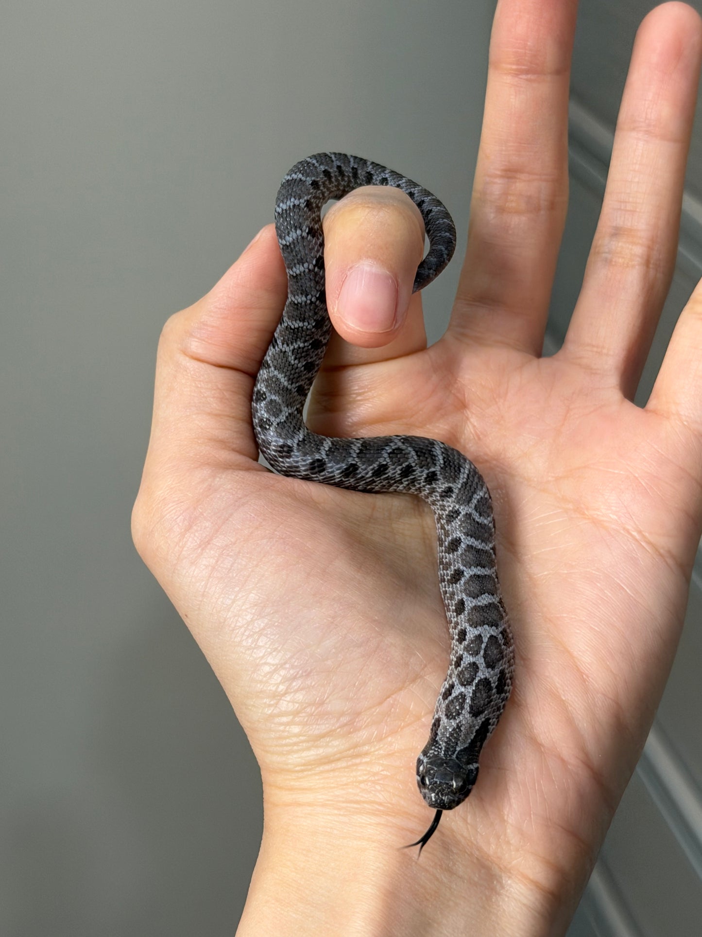 2025 風暴雲Het雪爆 ♂ (H25486)