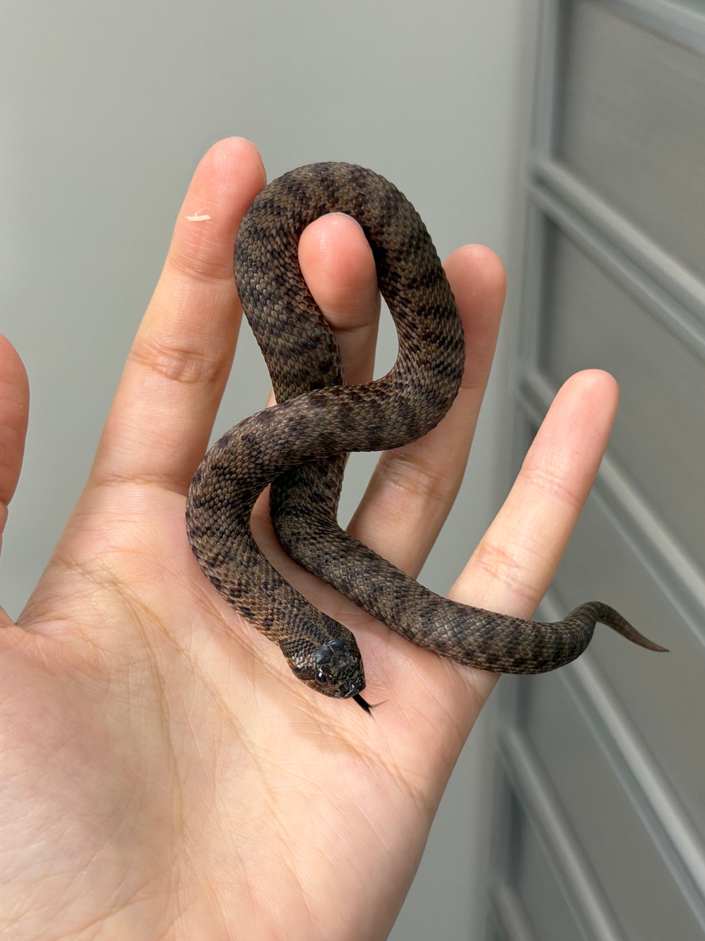 2025 北極瑞士巧克力66%ph白化ph薰衣草 ♀ (H25279)