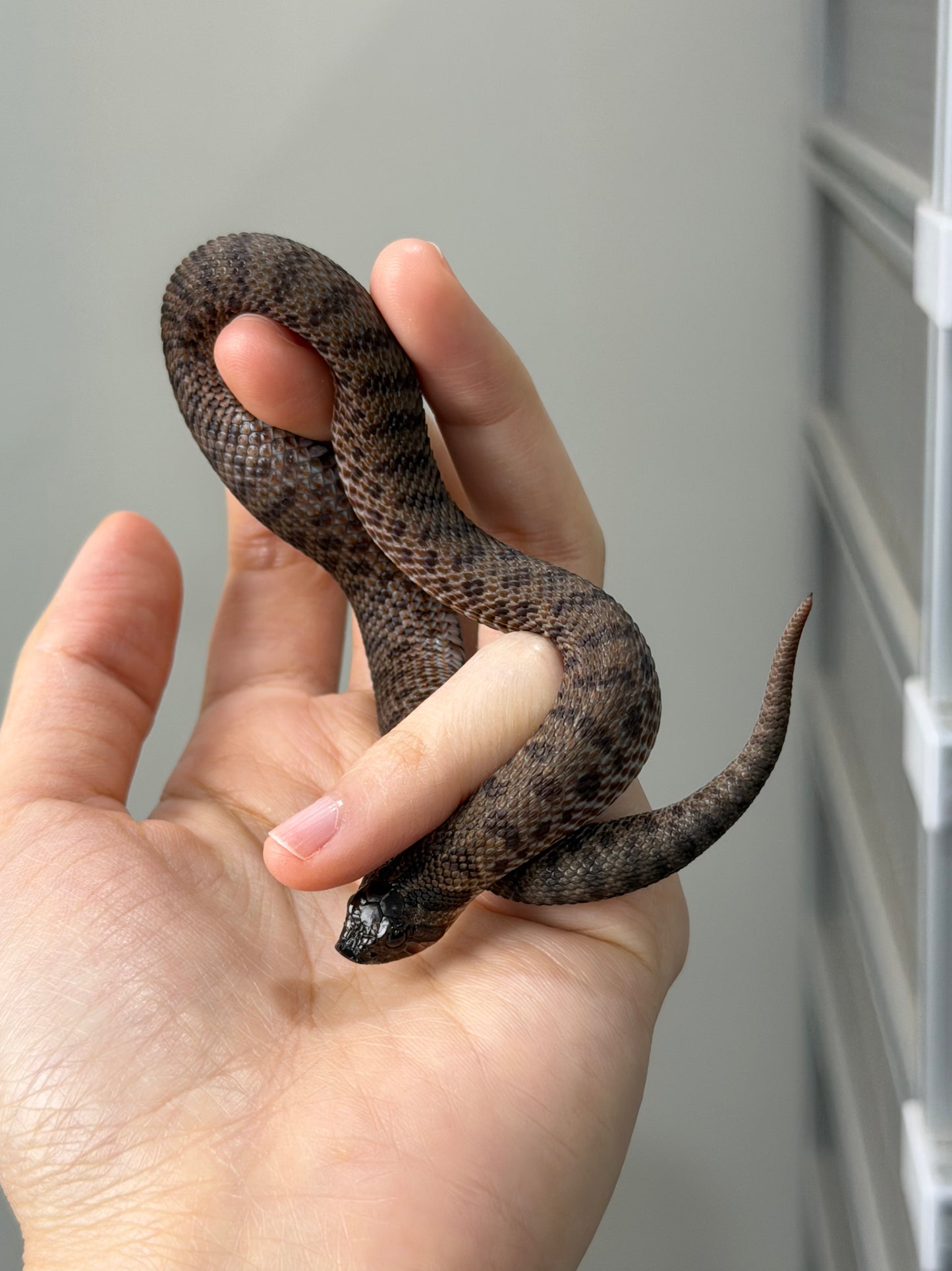 2025 北極瑞士巧克力66%ph白化ph薰衣草 ♀ (H25279)