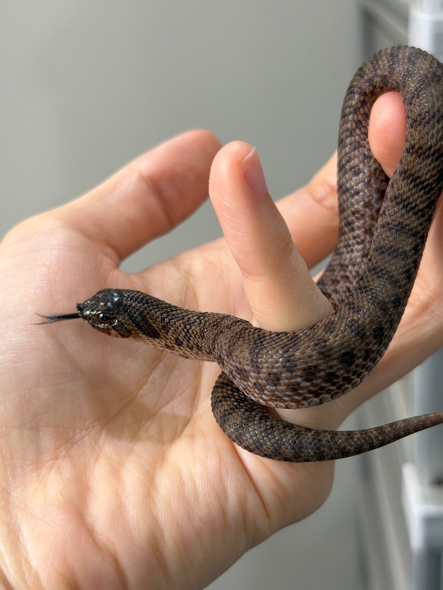 2025 北極瑞士巧克力66%ph白化ph薰衣草 ♀ (H25279)