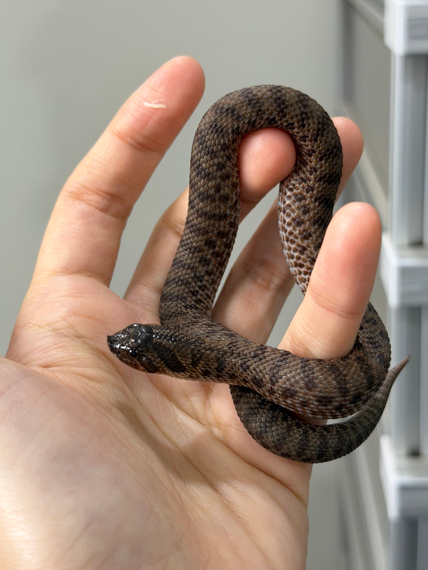 2025 北極瑞士巧克力66%ph白化ph薰衣草 ♀ (H25279)