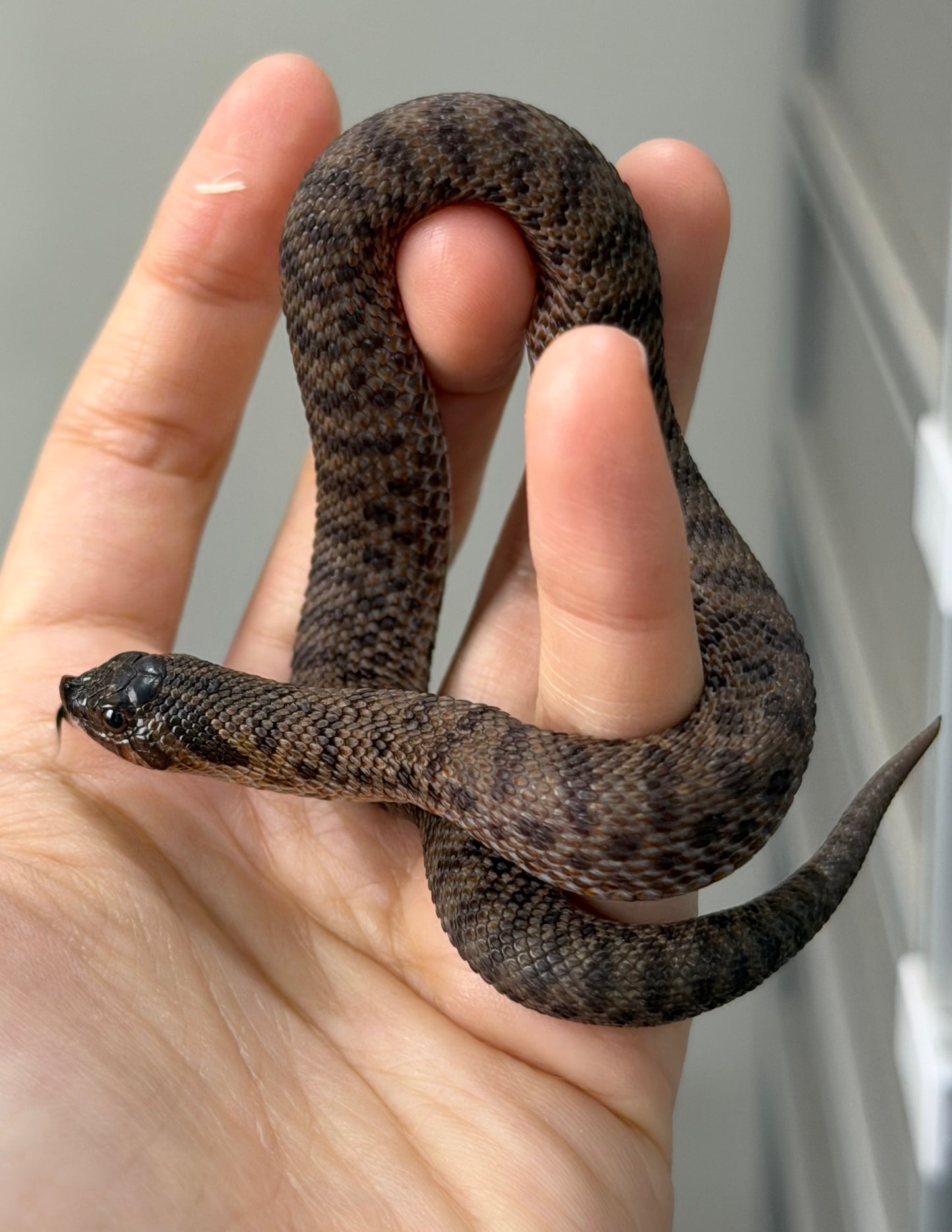 2025 北極瑞士巧克力66%ph白化ph薰衣草 ♀ (H25279)