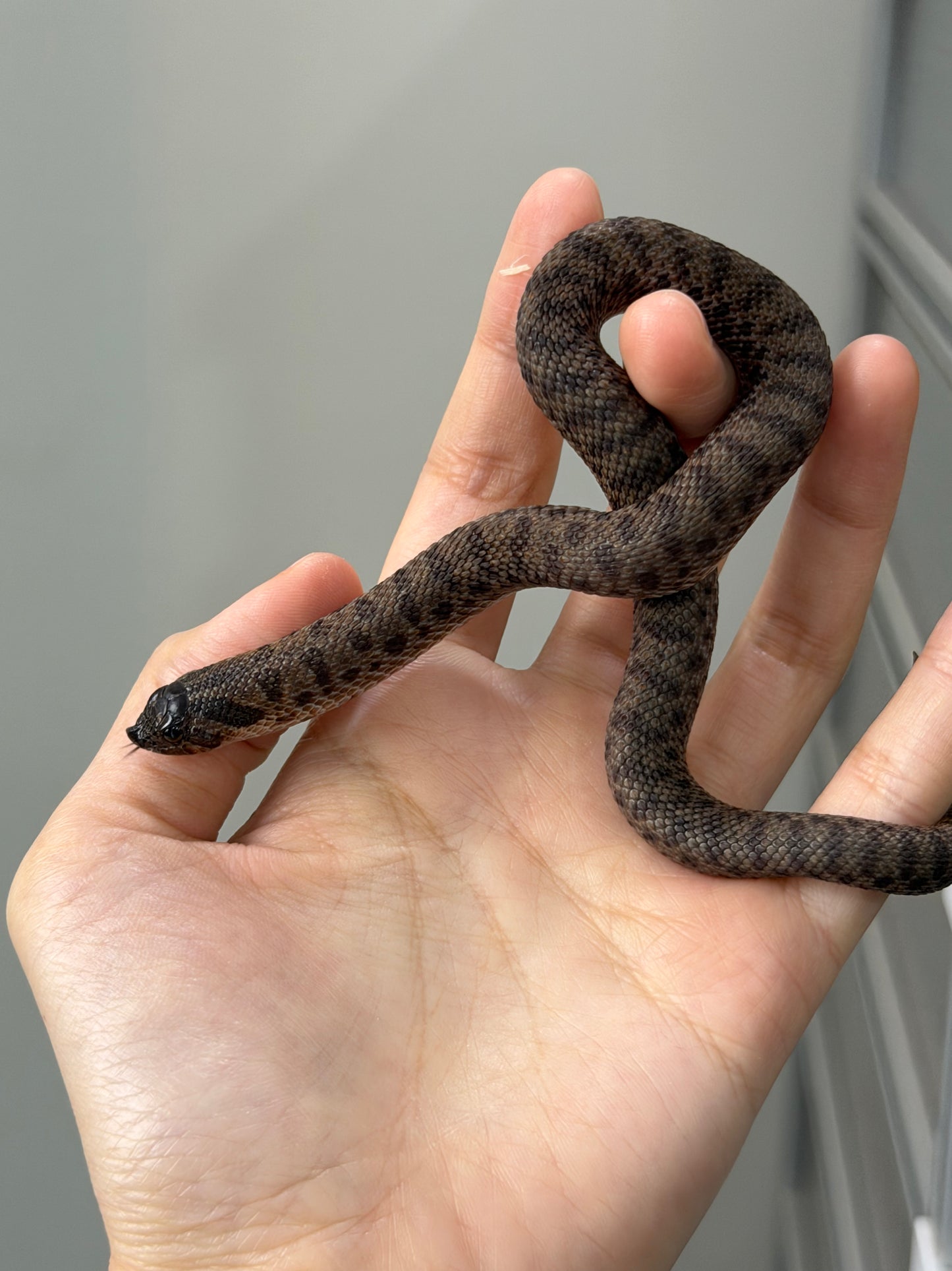 2025 北極瑞士巧克力66%ph白化ph薰衣草 ♀ (H25279)