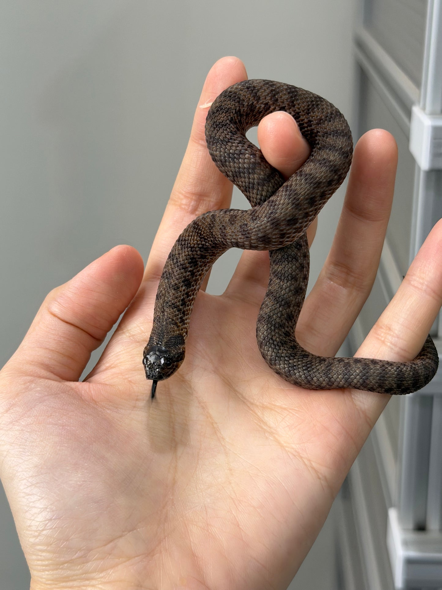 2025 北極瑞士巧克力66%ph白化ph薰衣草 ♀ (H25279)