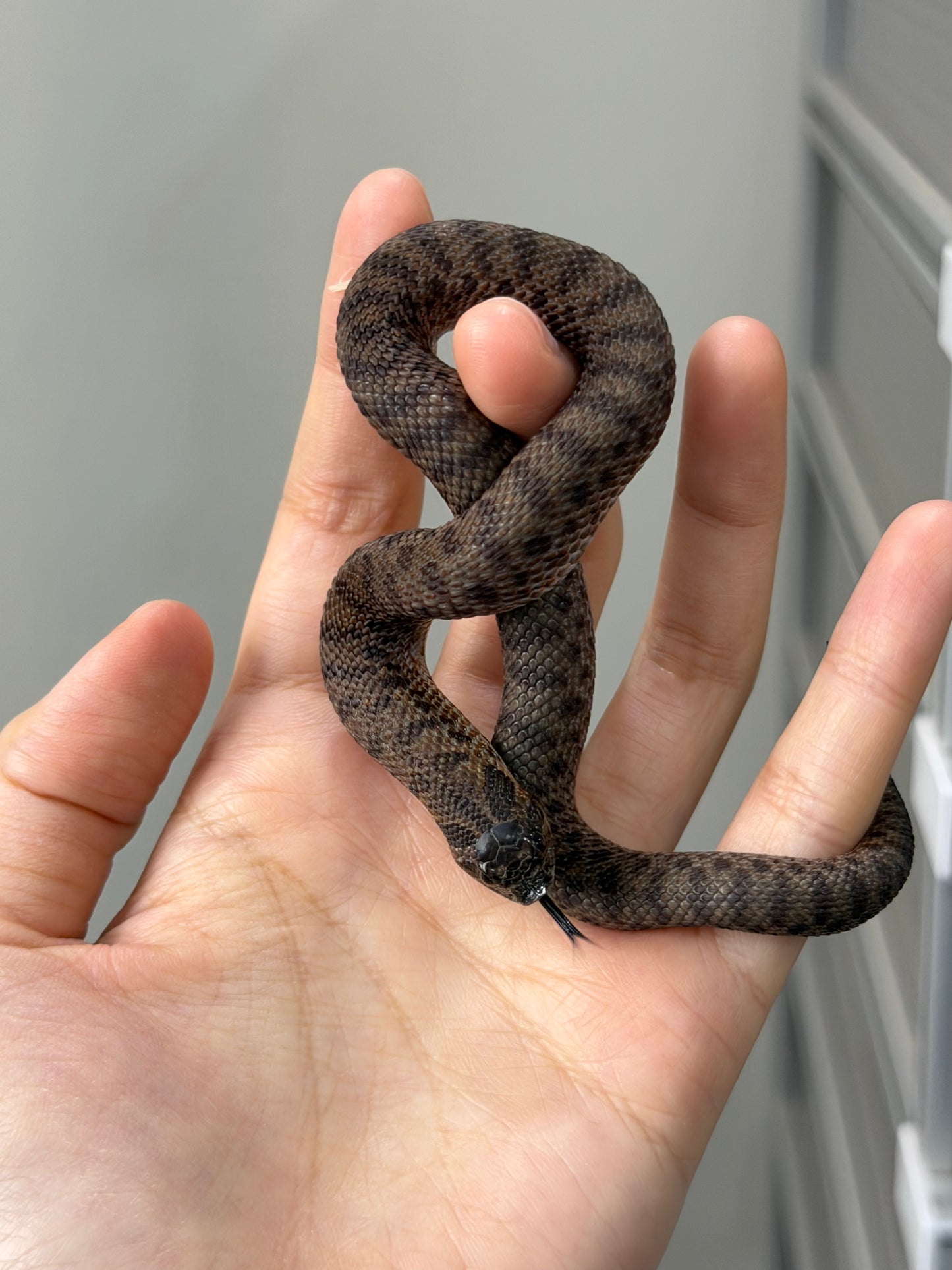 2025 北極瑞士巧克力66%ph白化ph薰衣草 ♀ (H25279)