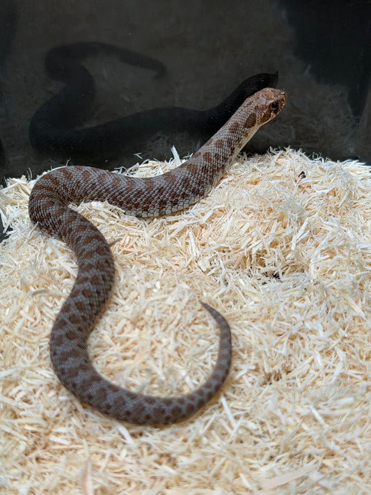 南極Het缺黃海波50%ph白化