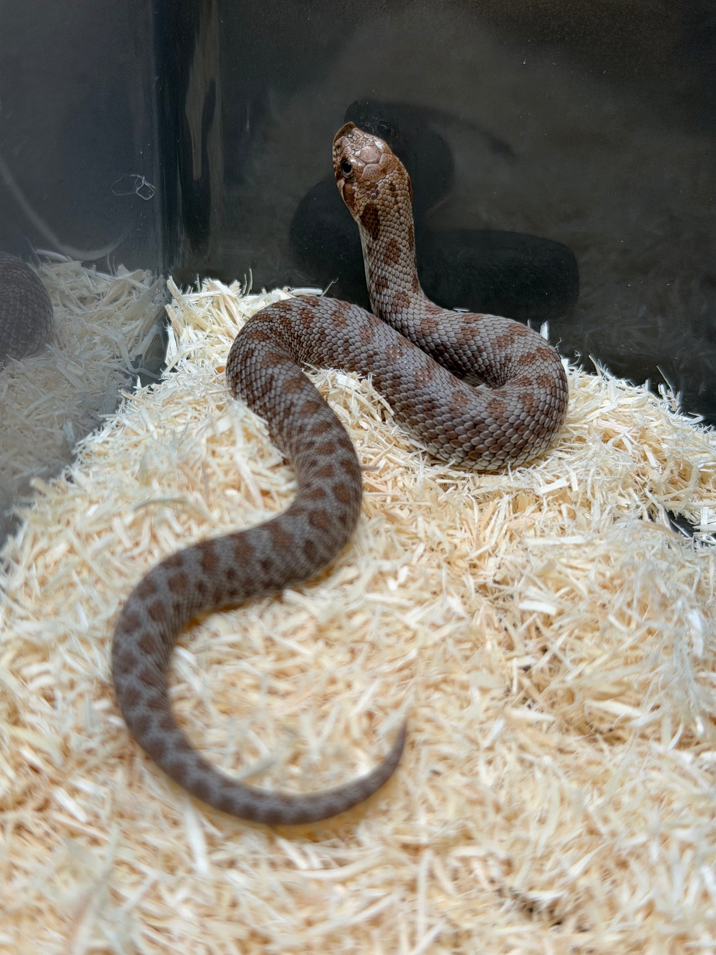 2025 南極Het缺黃海波50%ph白化 ♂ (H25498)