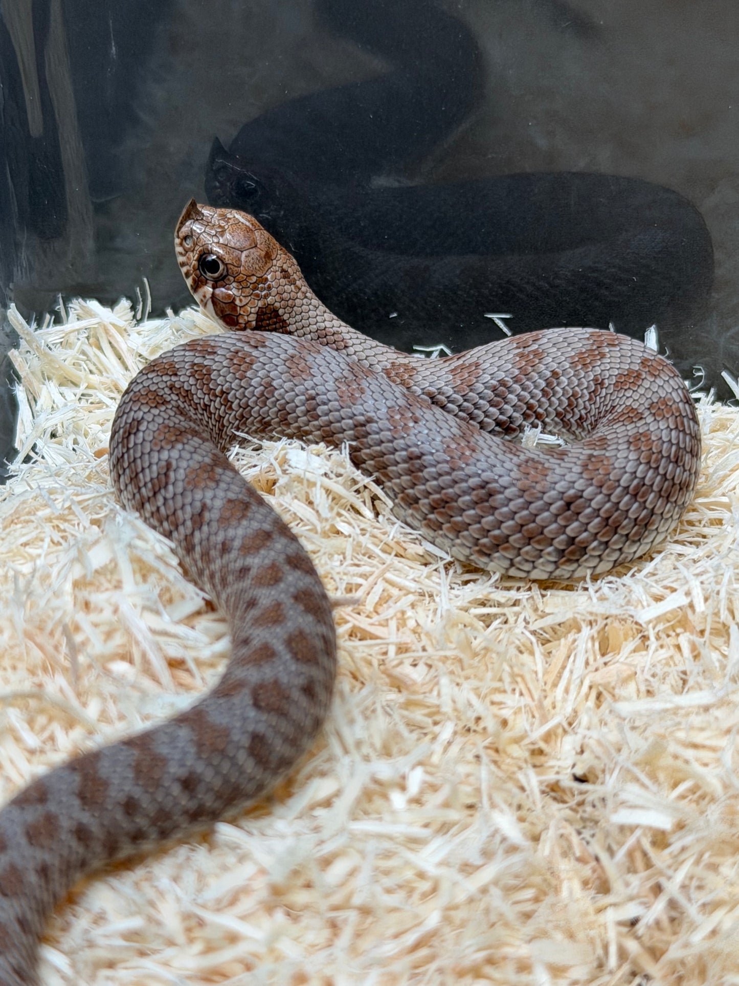 2025 南極Het缺黃海波50%ph白化 ♂ (H25498)