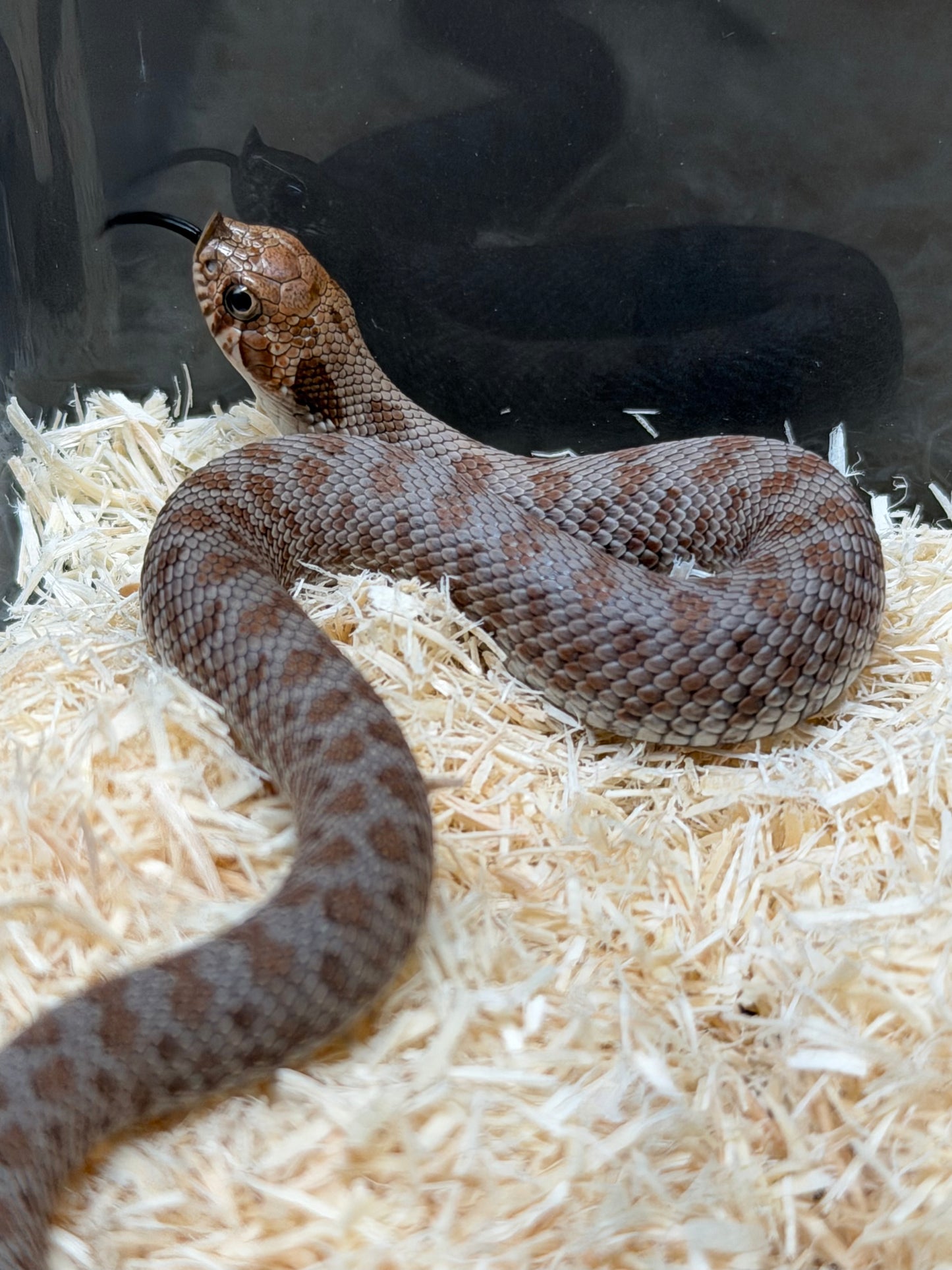 2025 南極Het缺黃海波50%ph白化 ♂ (H25498)