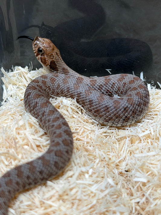 2025 南極Het缺黃海波50%ph白化 ♂ (H25498)