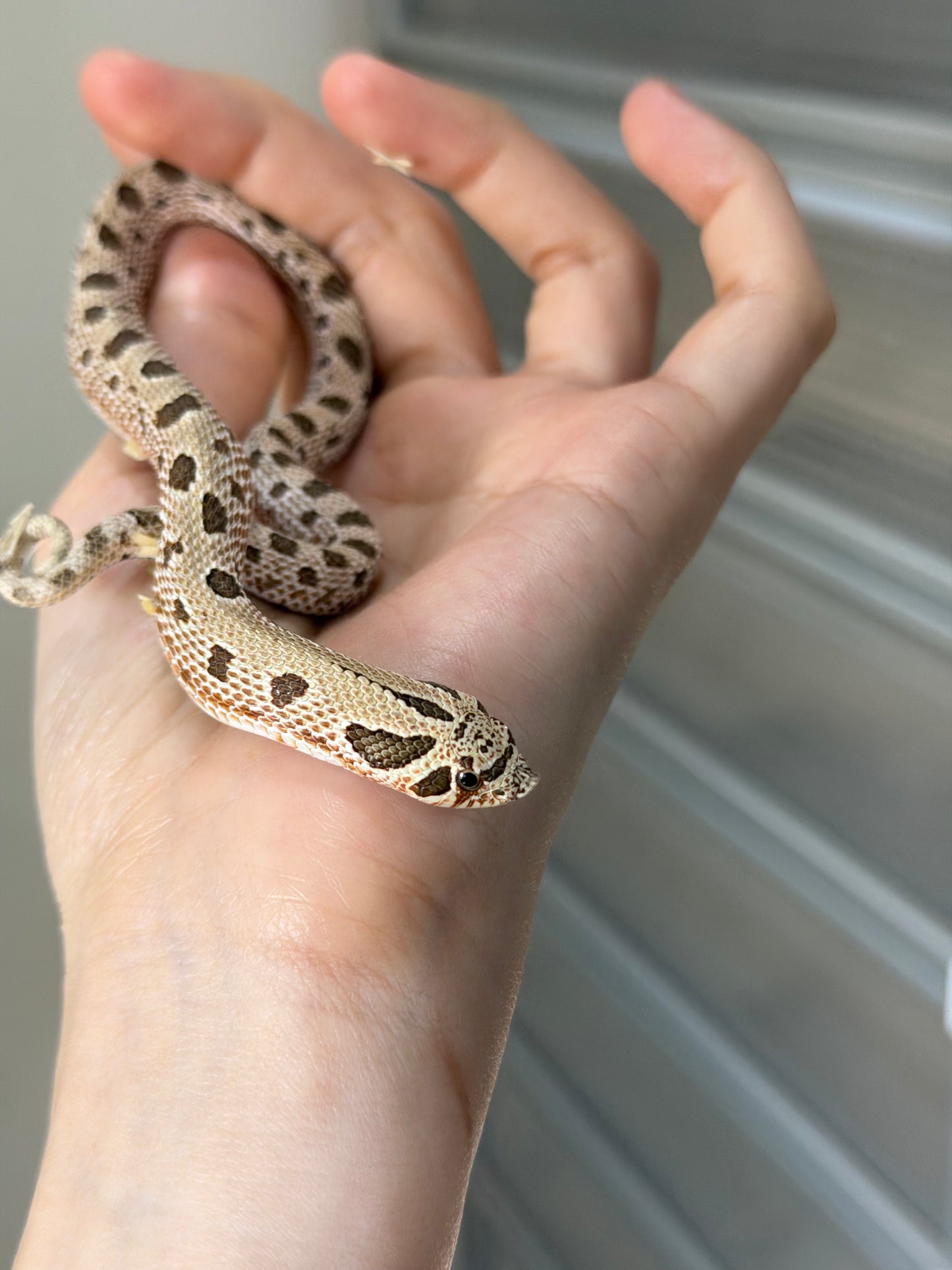 *競標* 2025 北極康達Het白化 ♀ (J25207)