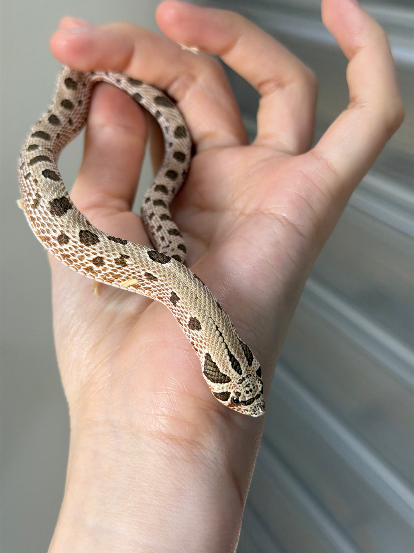 *競標* 2025 北極康達Het白化 ♀ (J25207)