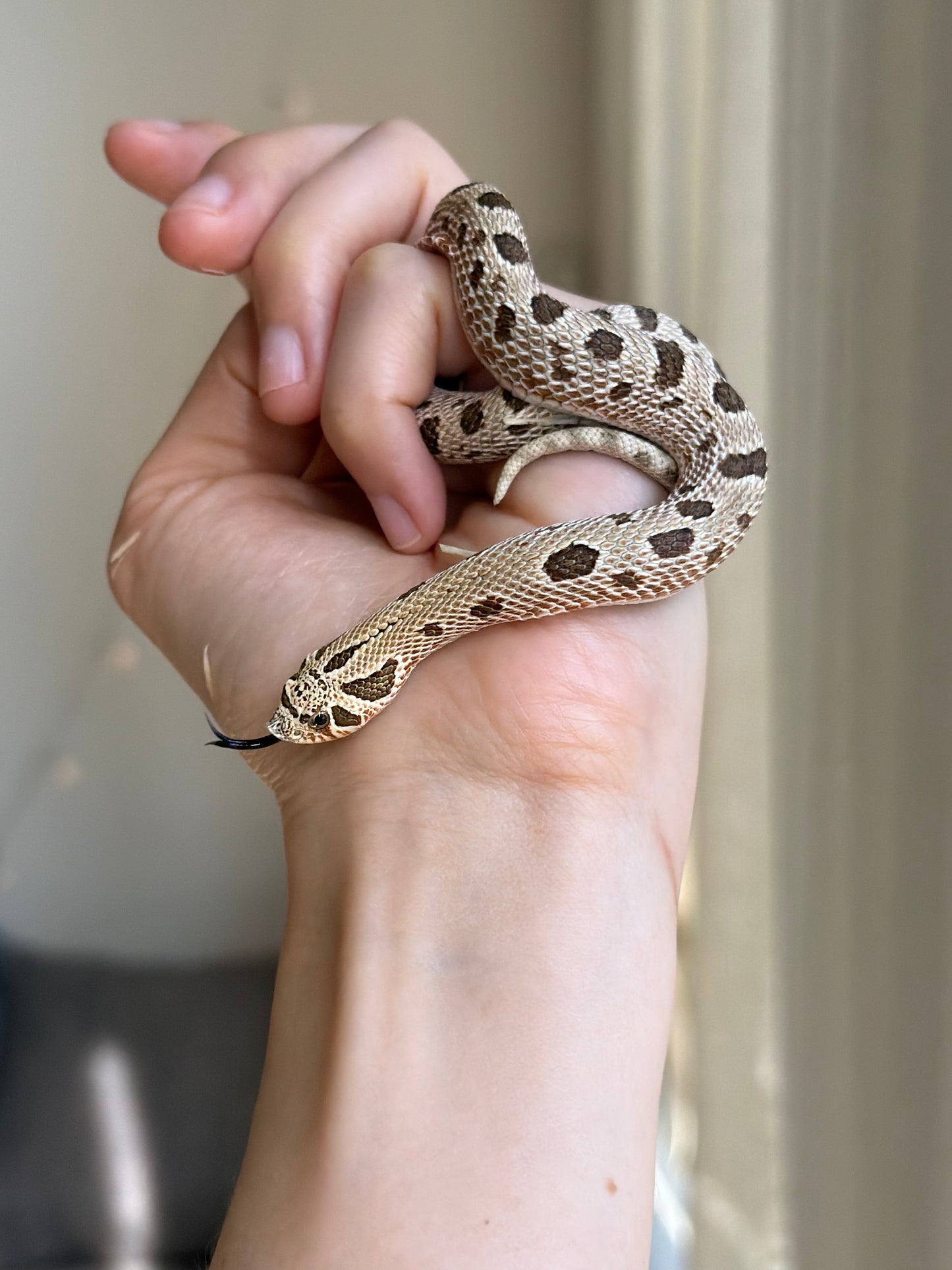 *競標* 2025 北極康達Het白化 ♀ (J25207)