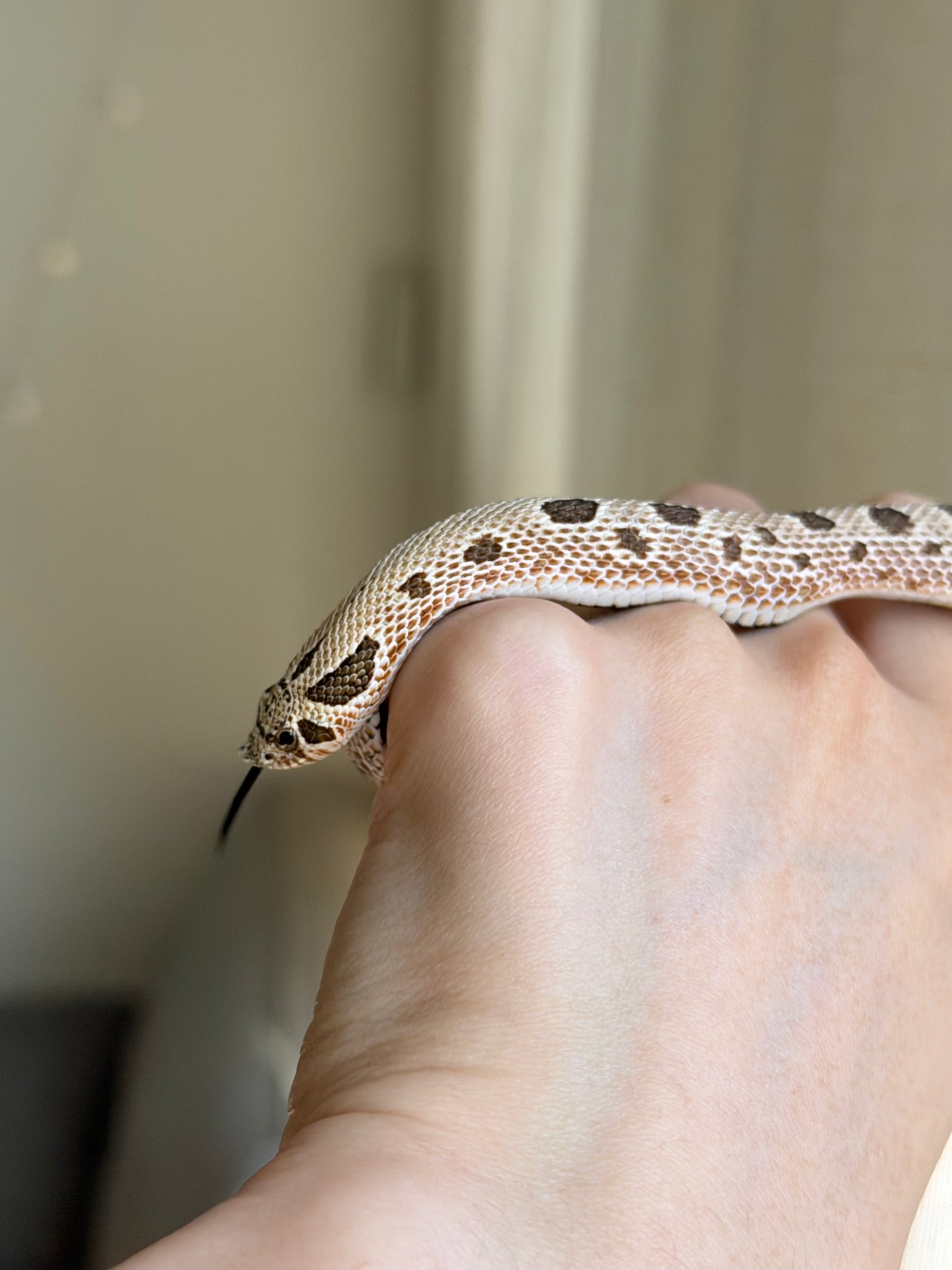 *競標* 2025 北極康達Het白化 ♀ (J25207)