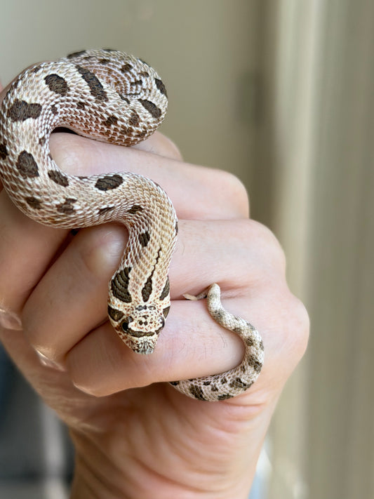 *競標* 2025 北極康達Het白化 ♀ (J25207)