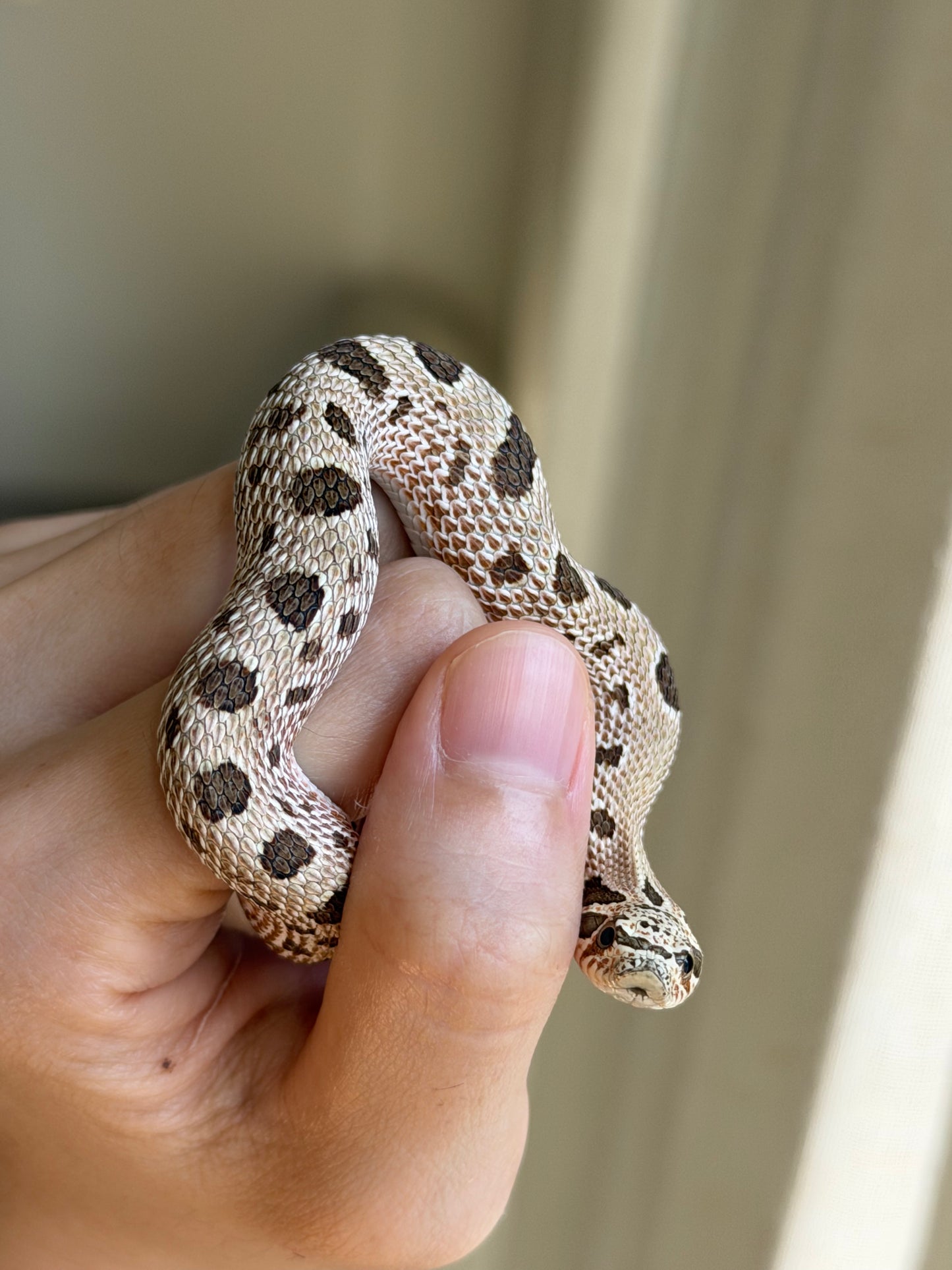 *競標* 2025 北極康達Het白化 ♀ (J25207)