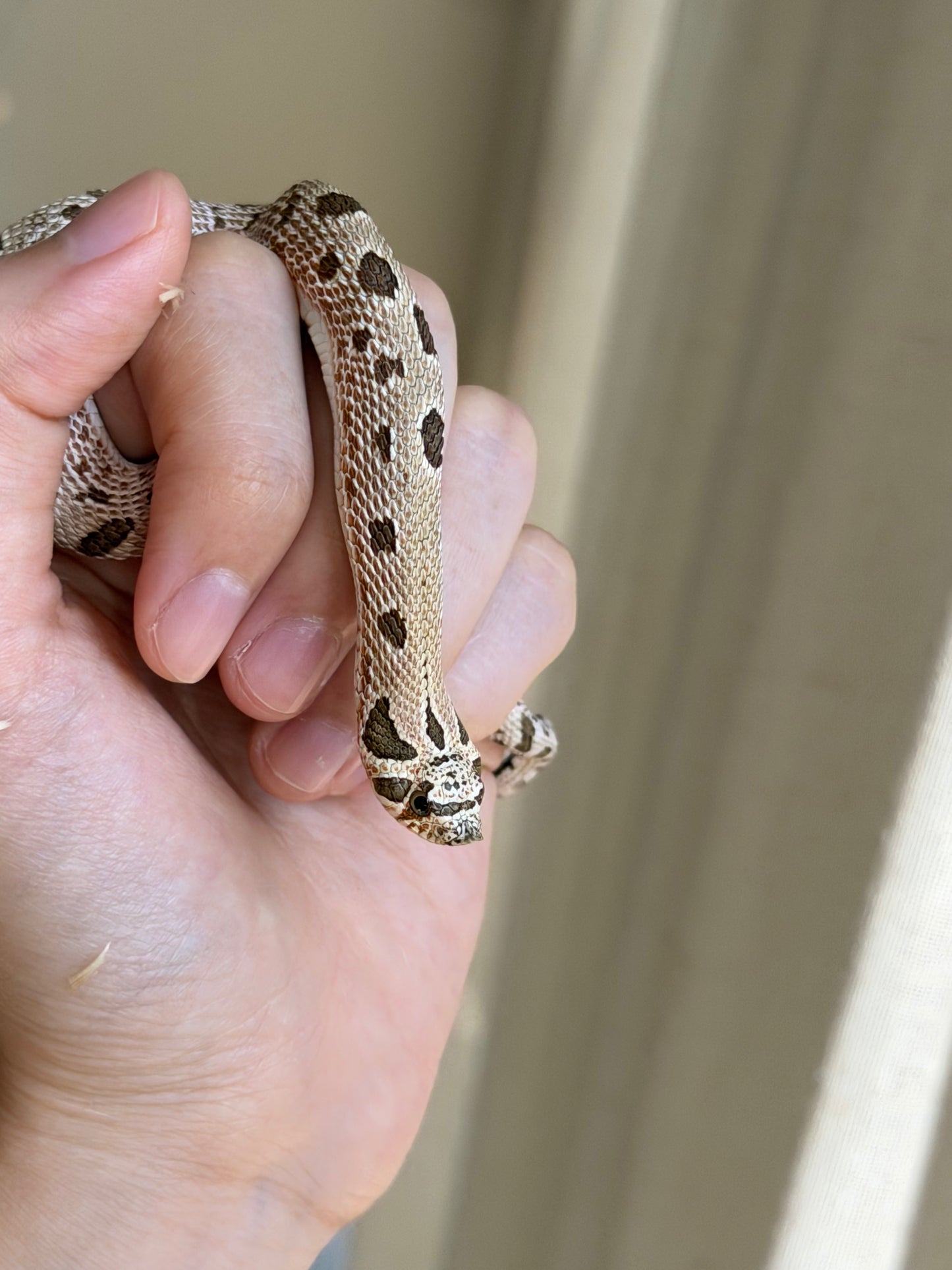 *競標* 2025 北極康達Het白化 ♀ (J25207)