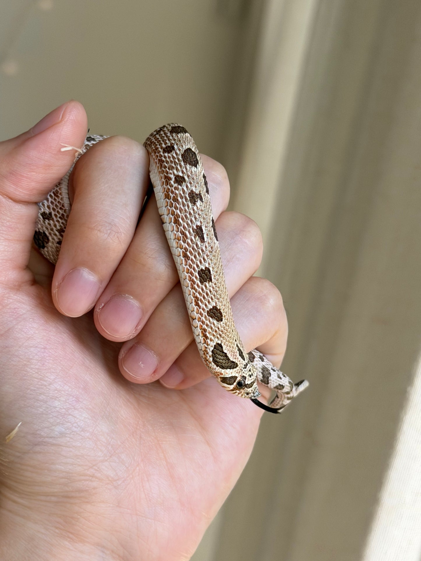 *競標* 2025 北極康達Het白化 ♀ (J25207)