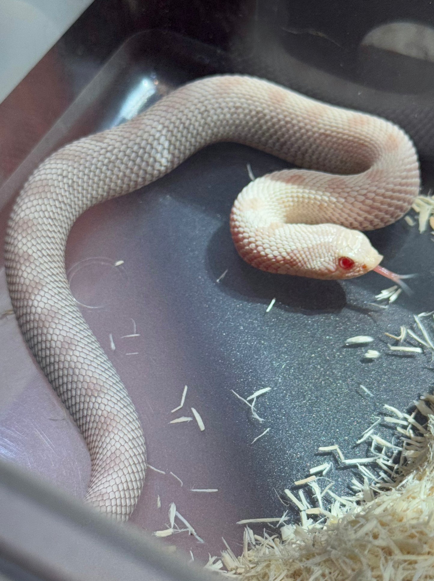 2025 雪白康達 ♀ (H25008)