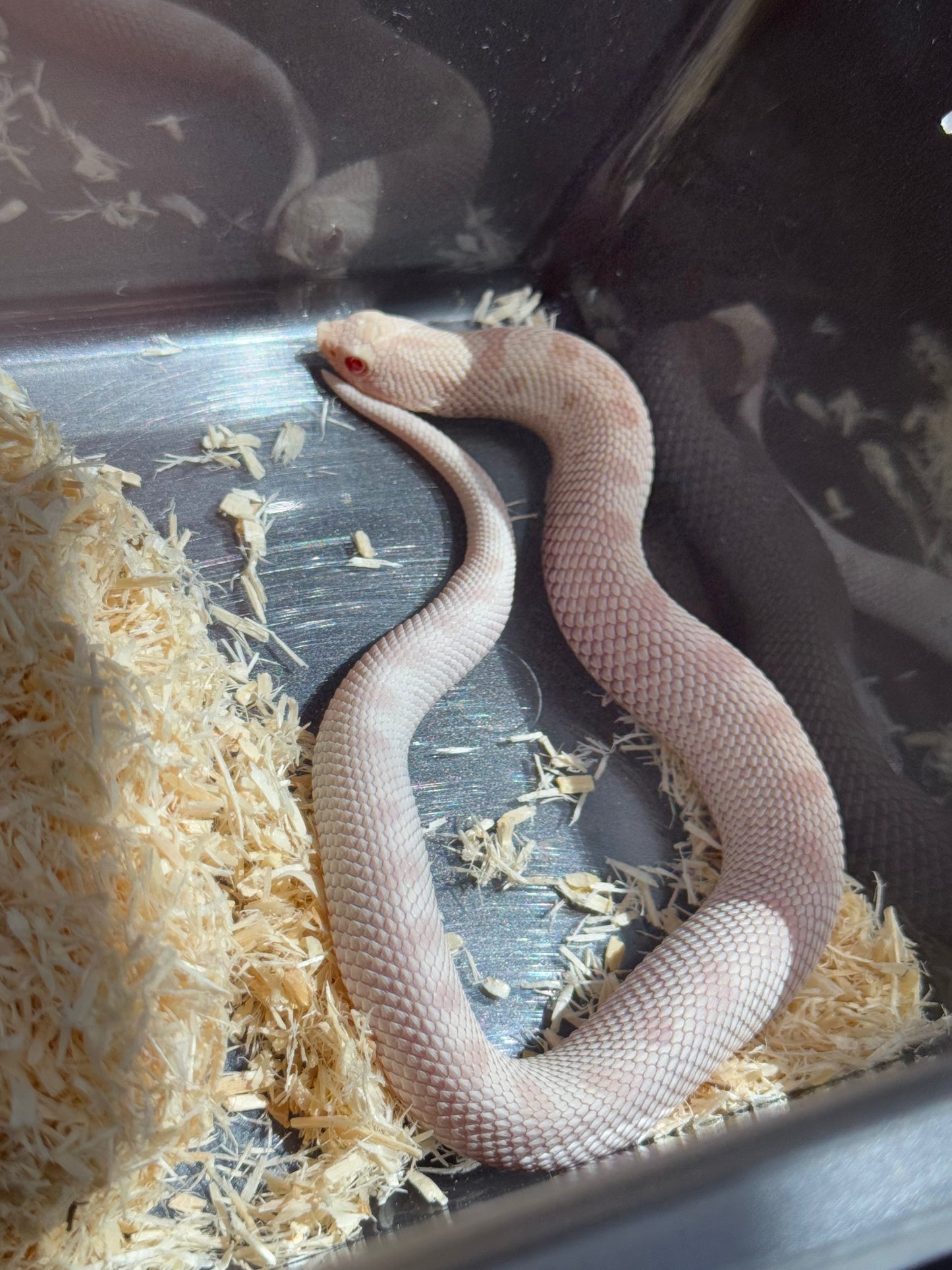 2025 雪白康達 ♀ (H25008)