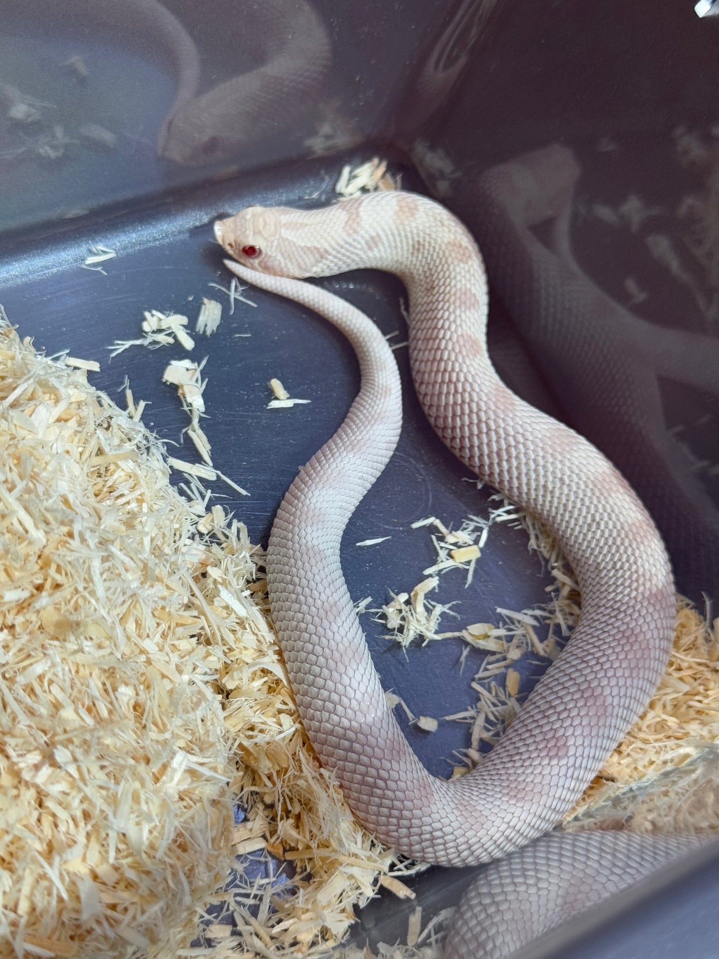 2025 雪白康達 ♀ (H25008)