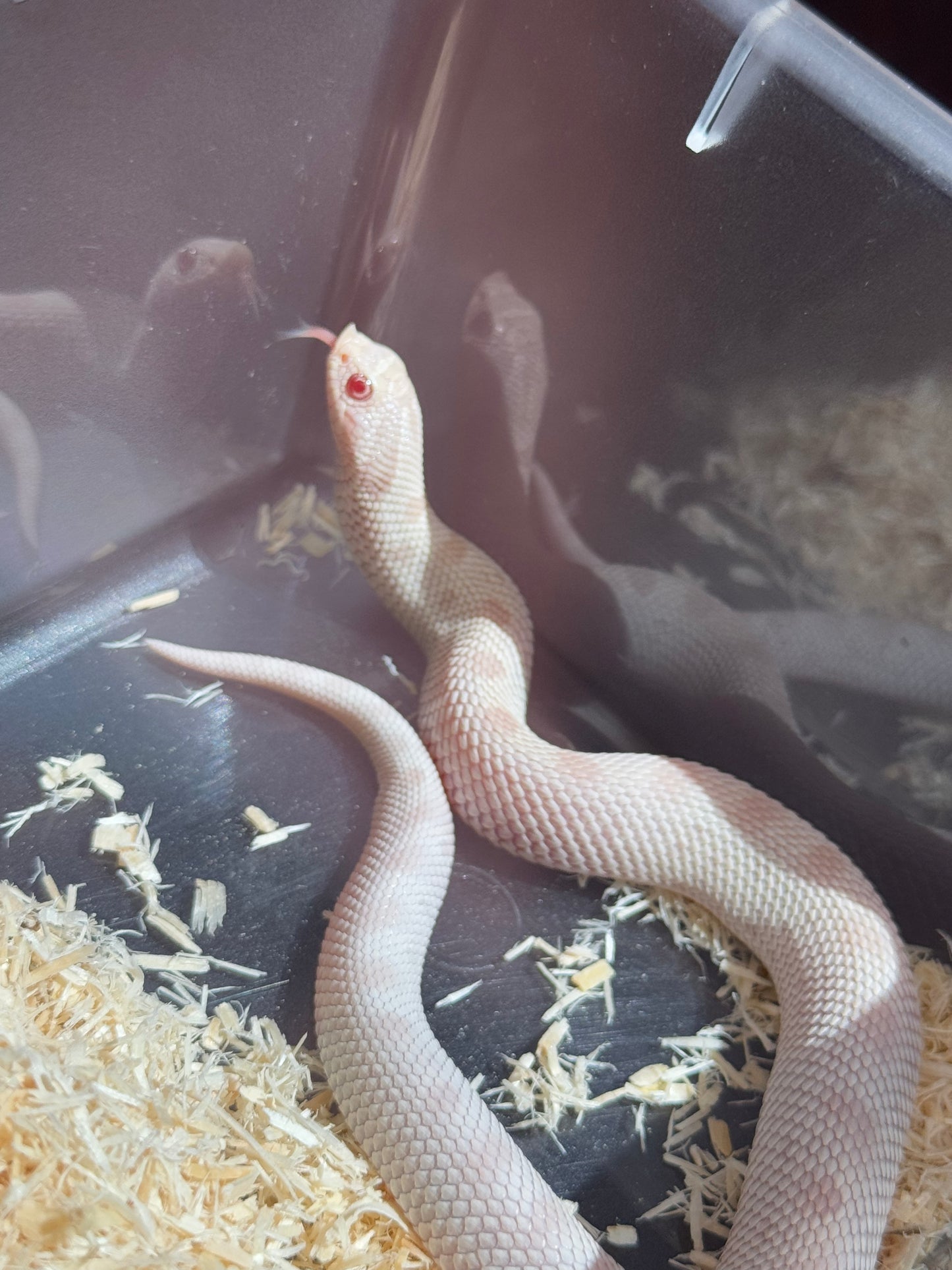 2025 雪白康達 ♀ (H25008)