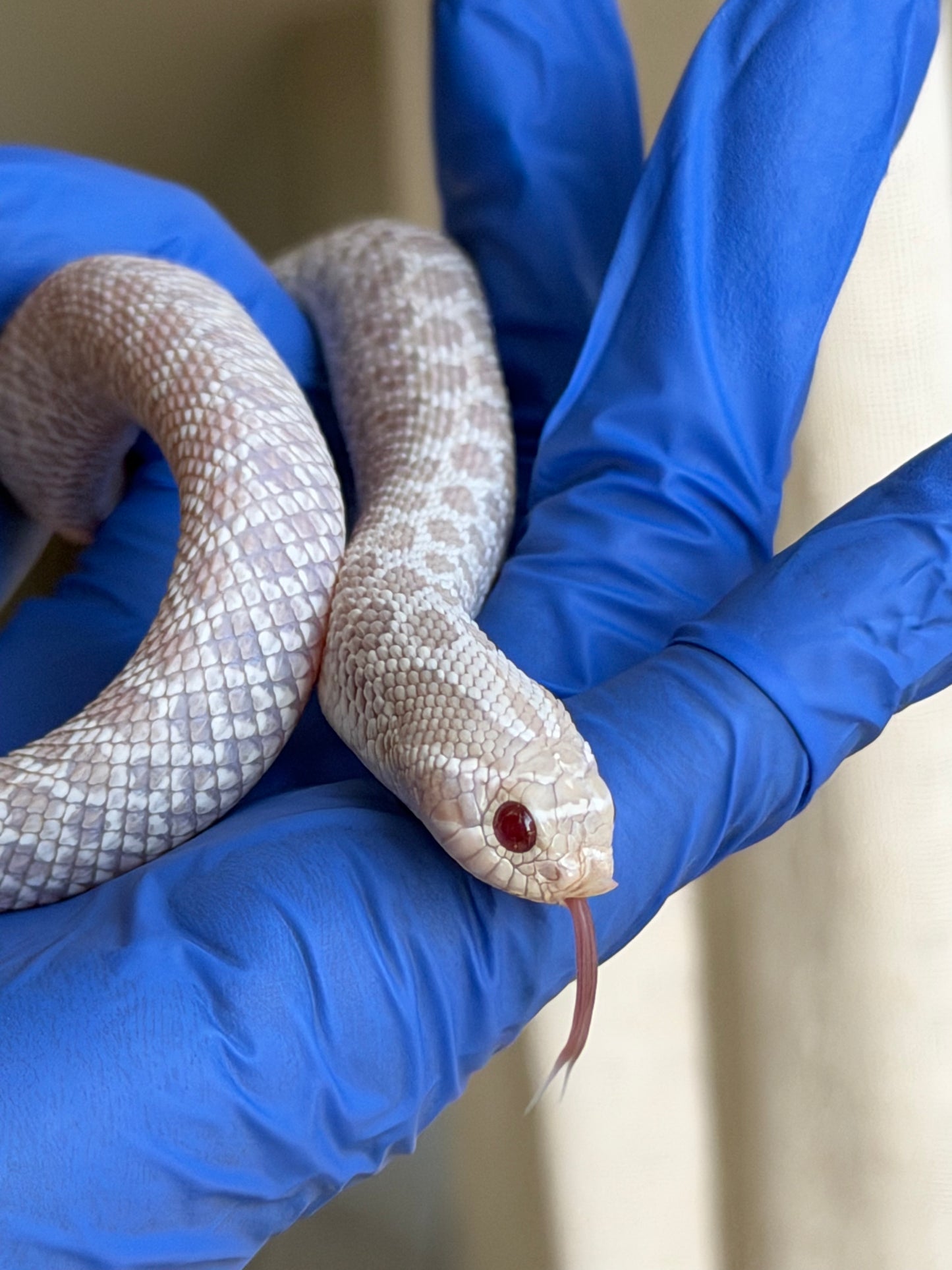 2025 雪白66%ph幽靈 ♀ (H25097)