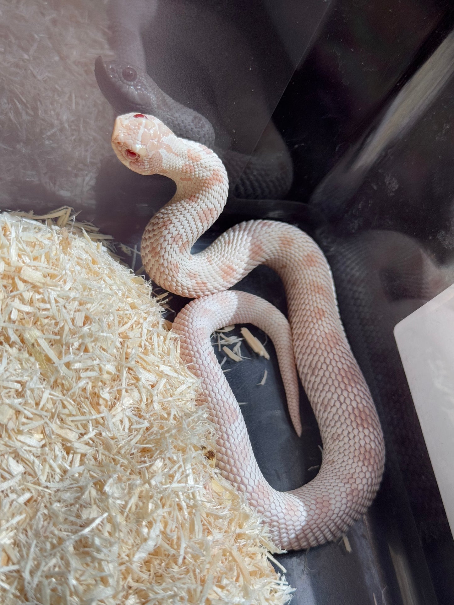 2025 雪白康達 ♀ (H25015)