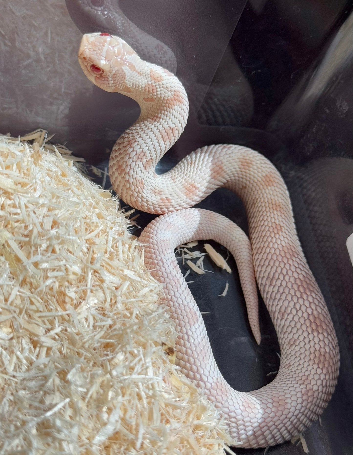 2025 雪白康達 ♀ (H25015)