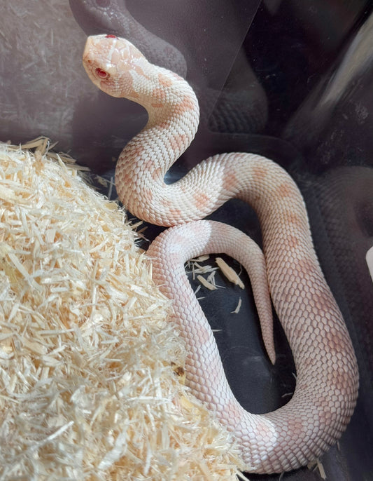 2025 雪白康達 ♀ (H25015)