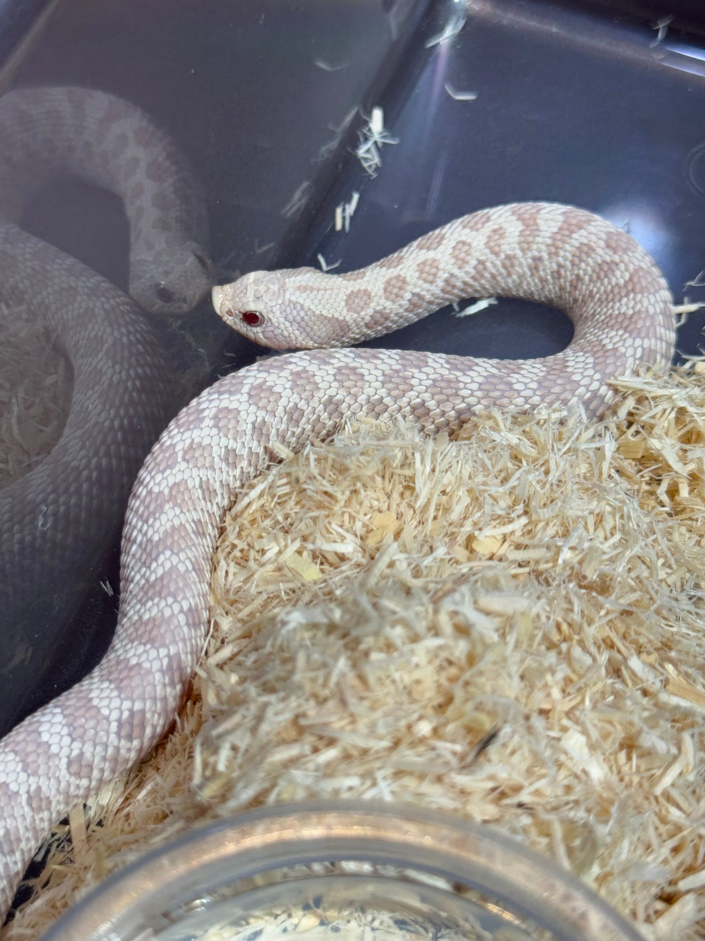 2025 雪白 ♀ (H25023)