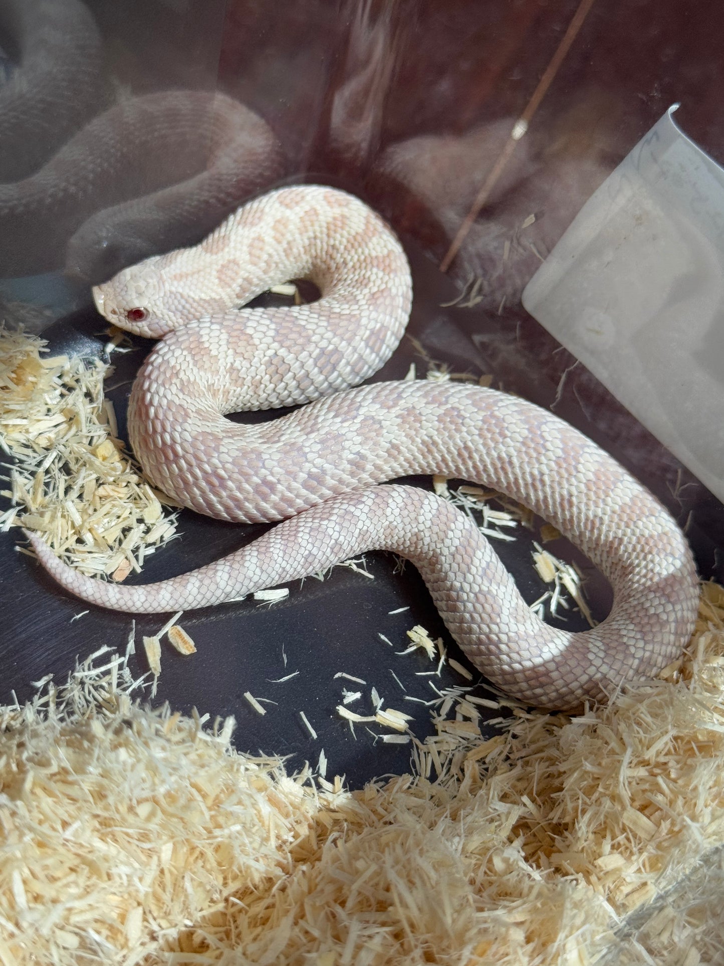 2025 雪白 ♀ (H25023)