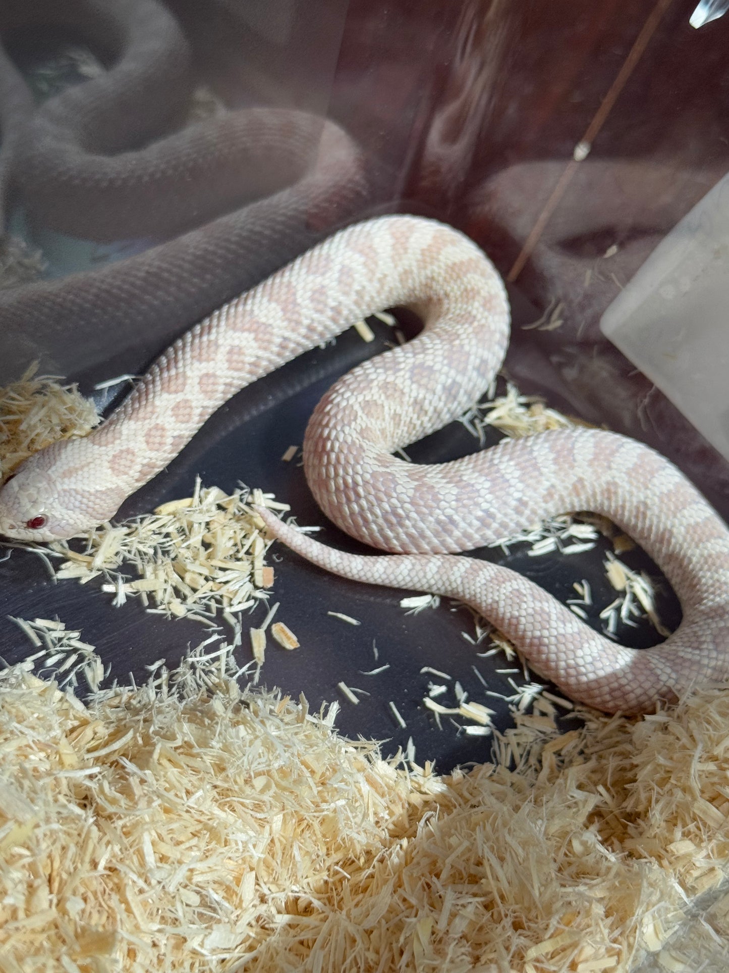 2025 雪白 ♀ (H25023)