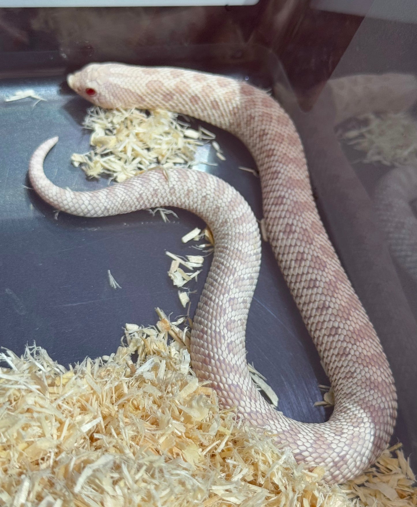 2025 雪白 ♀ (H25024)