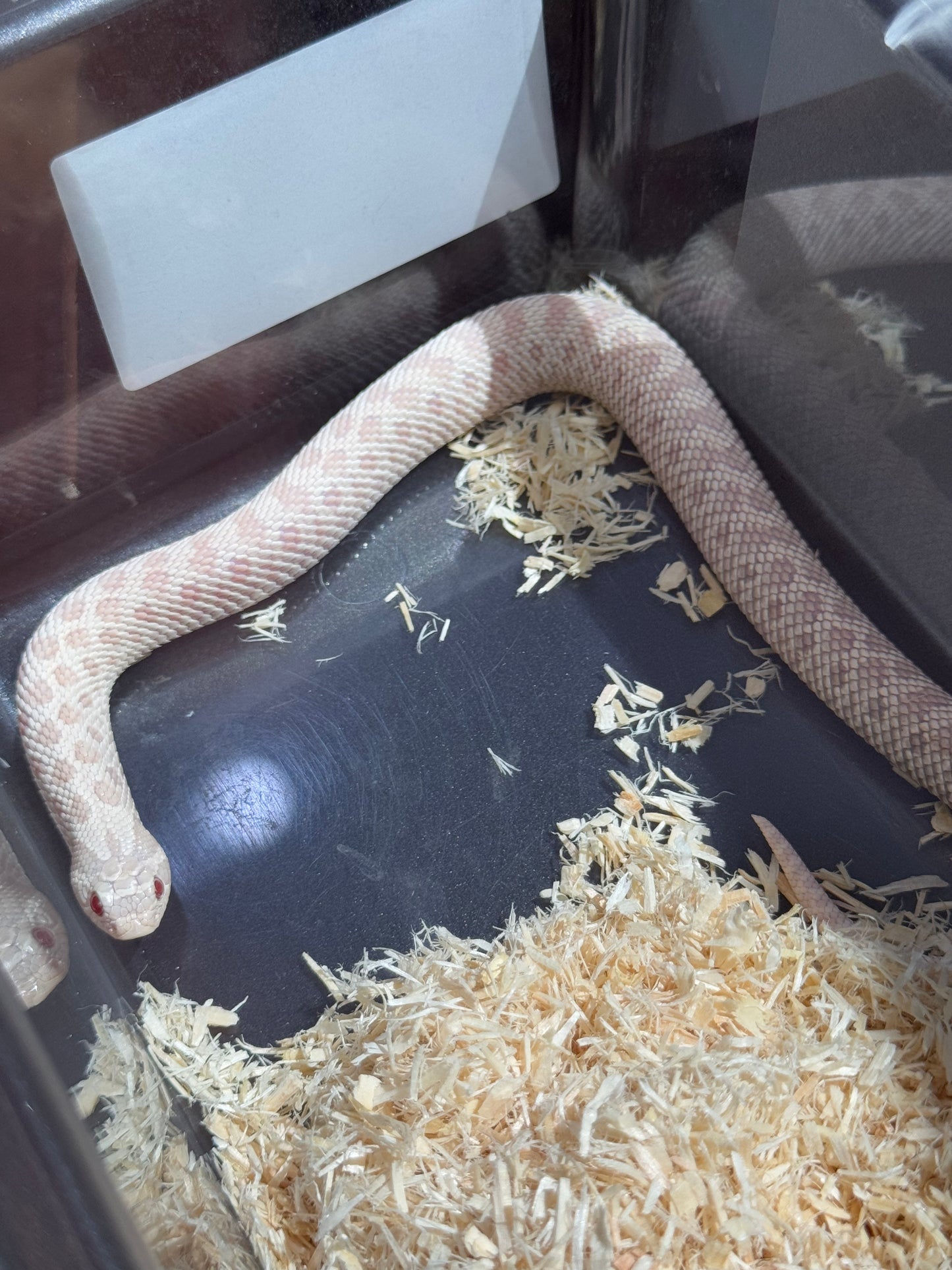 2025 雪白 ♀ (H25024)