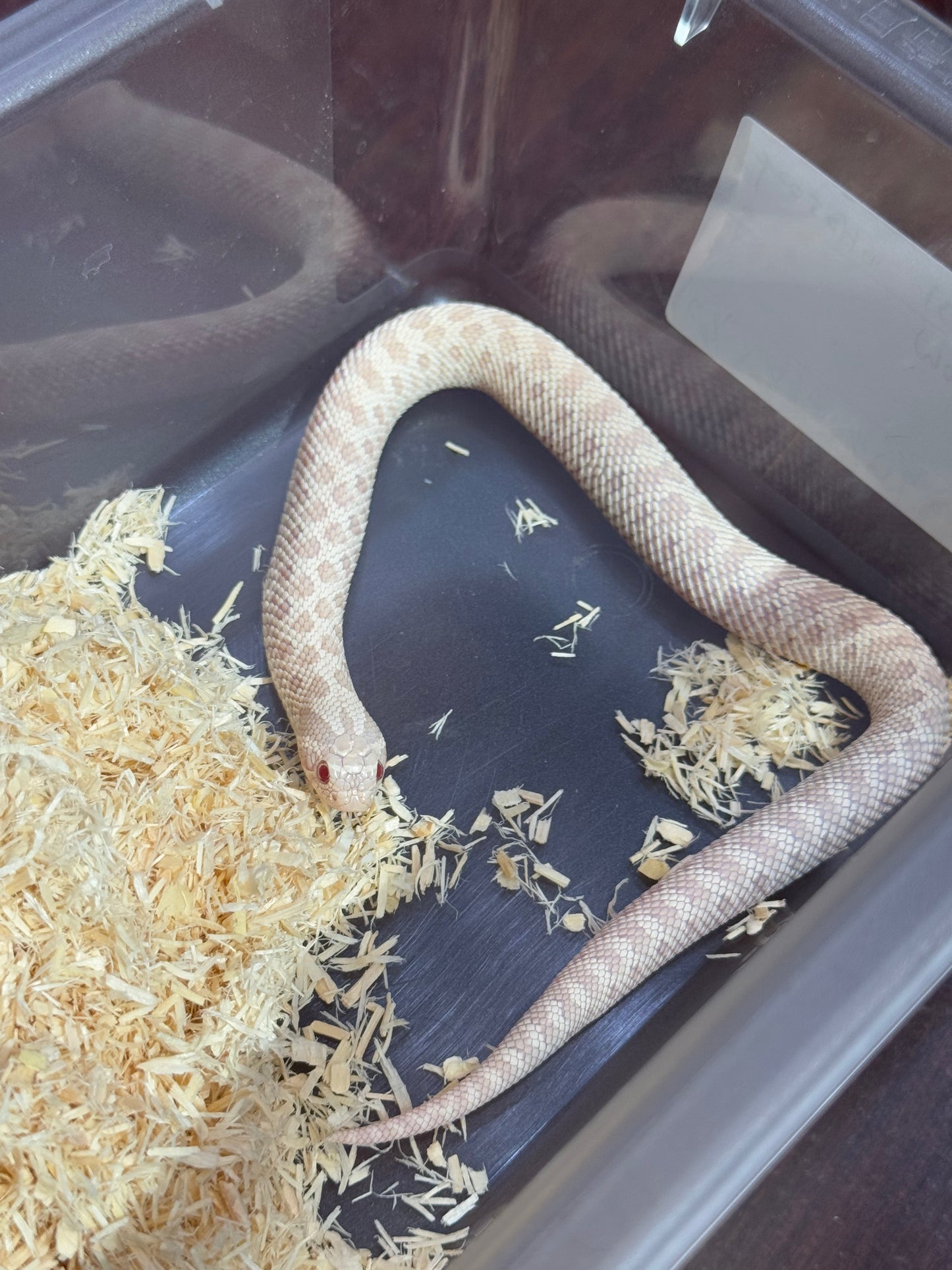 2025 雪白 ♀ (H25024)