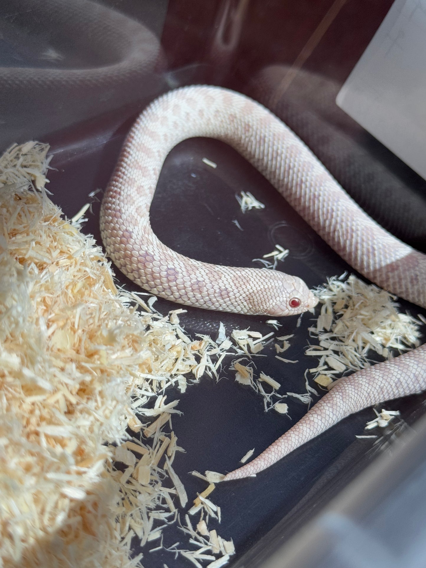 2025 雪白 ♀ (H25024)