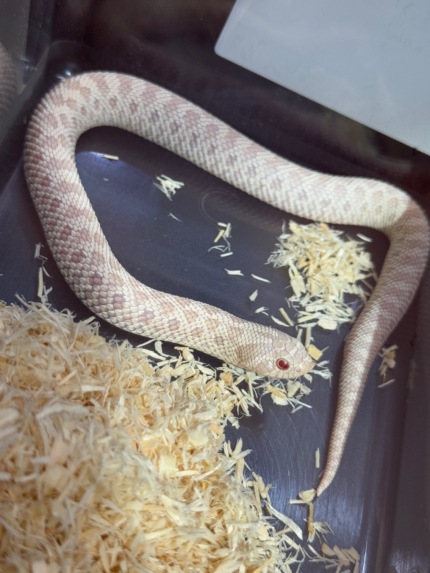2025 雪白 ♀ (H25024)