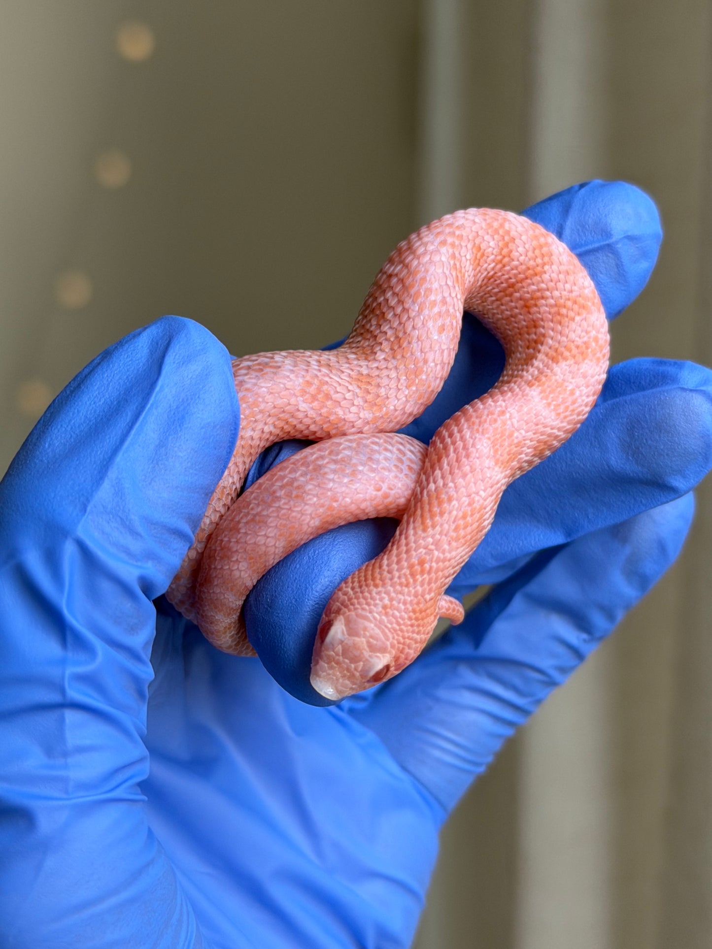 2025 超級北極太陽爆炸 ♂ (H25230)