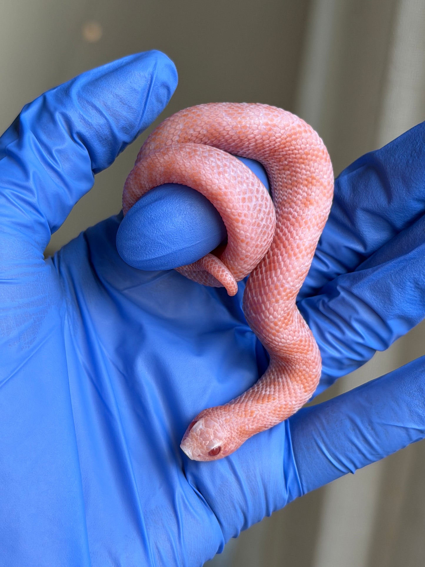 2025 超級北極太陽爆炸 ♂ (H25230)