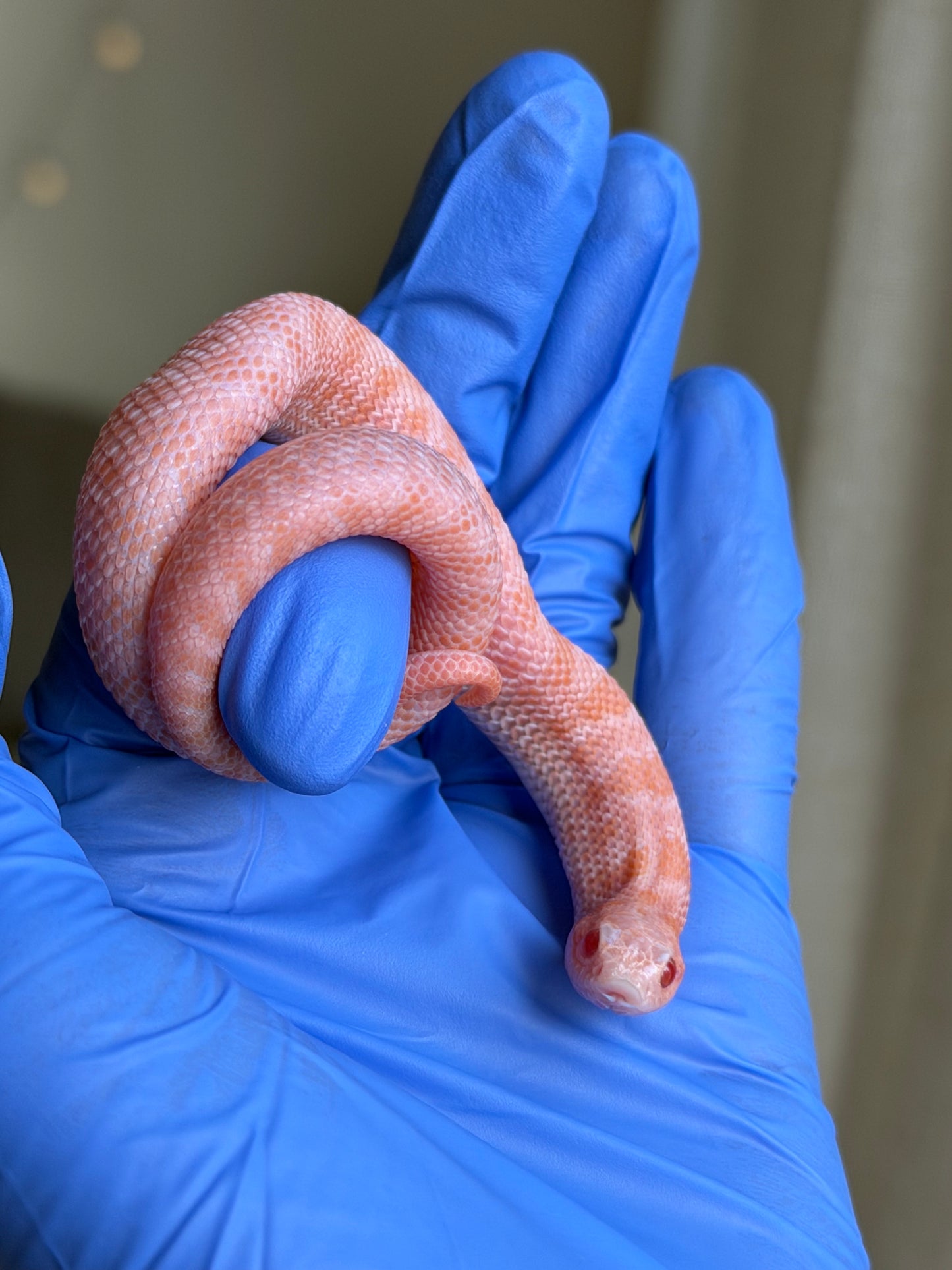 2025 超級北極太陽爆炸 ♂ (H25230)