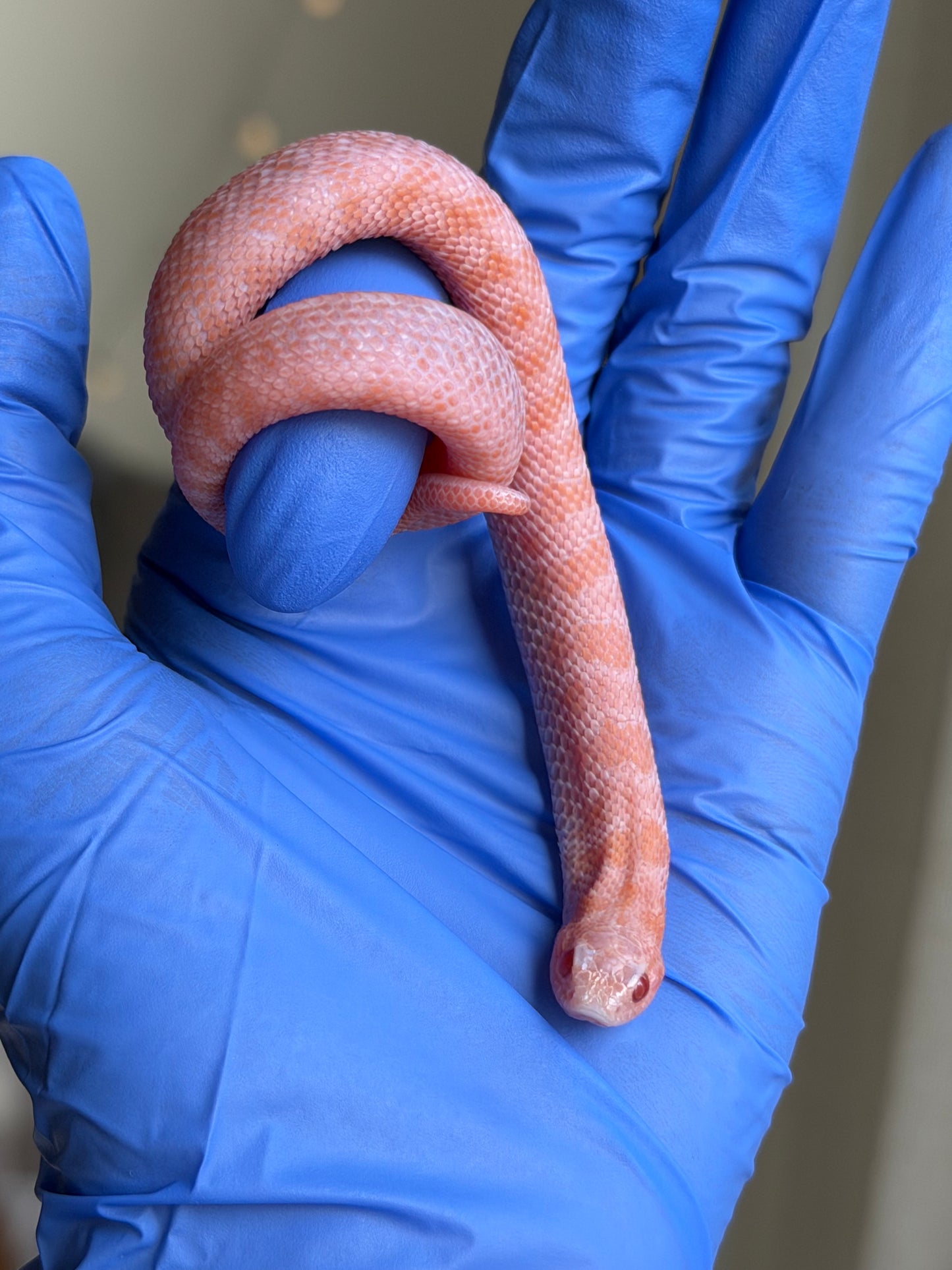 2025 超級北極太陽爆炸 ♂ (H25230)