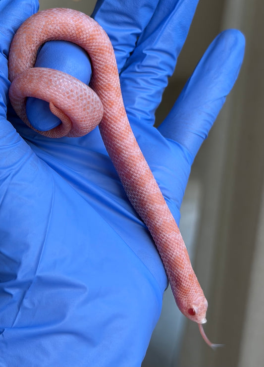 2025 超級北極太陽爆炸 ♂ (H25230)