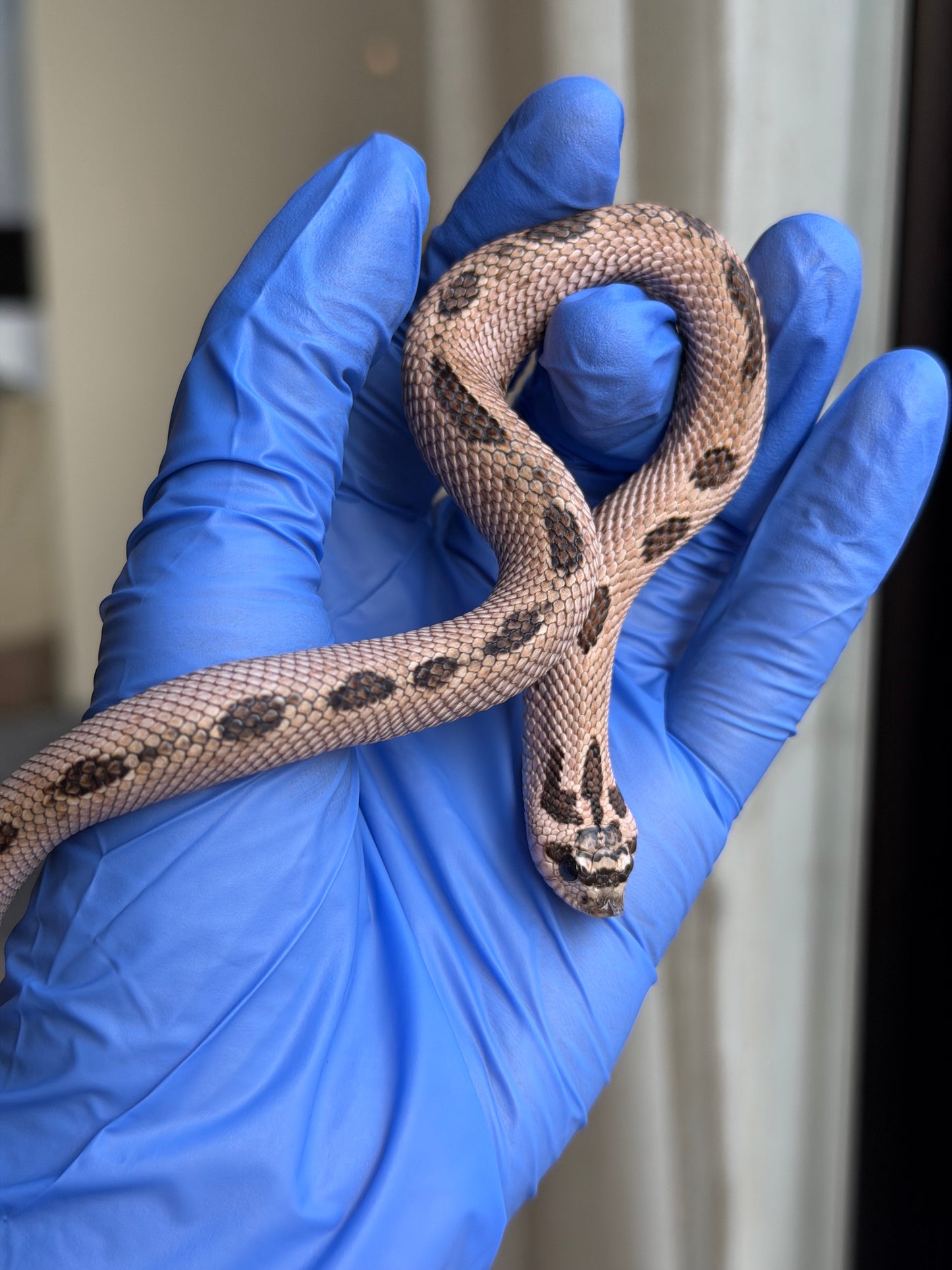 2025 超級北極康達Pos超級康達Het紫貂66%ph白化 ♂ (H25144)