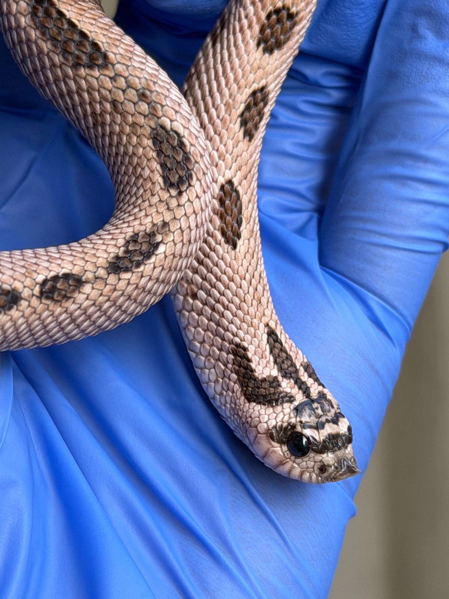 2025 超級北極康達Pos超級康達Het紫貂66%ph白化 ♂ (H25144)