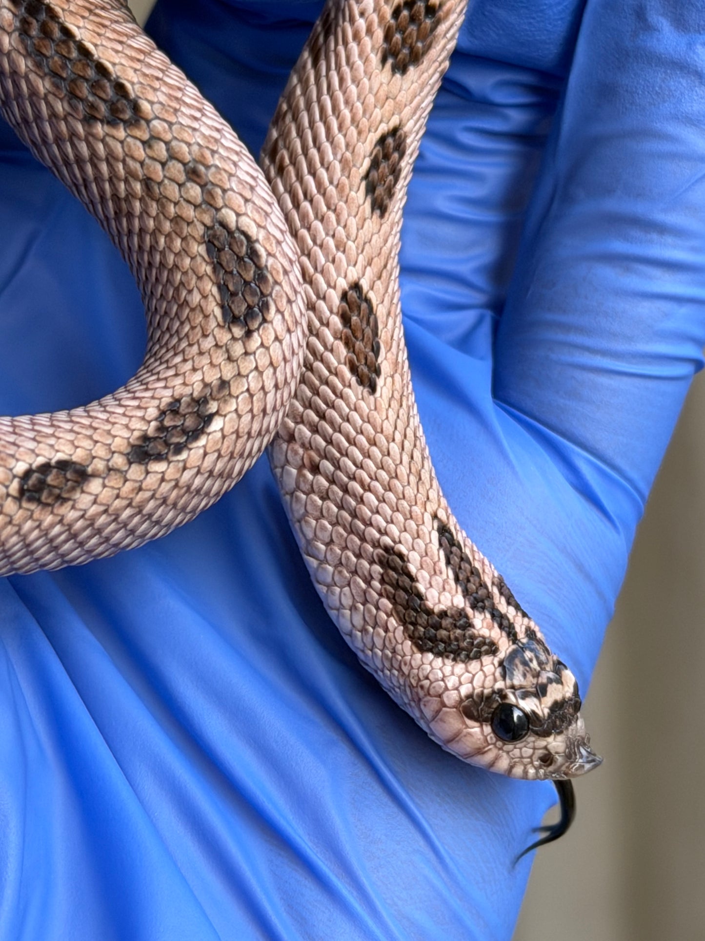 2025 超級北極康達Pos超級康達Het紫貂66%ph白化 ♂ (H25144)