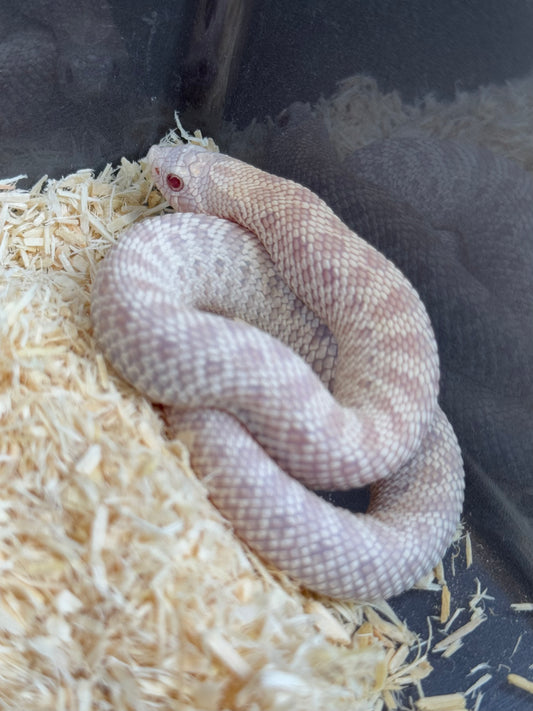 2025 雪白 ♀ (H25026)