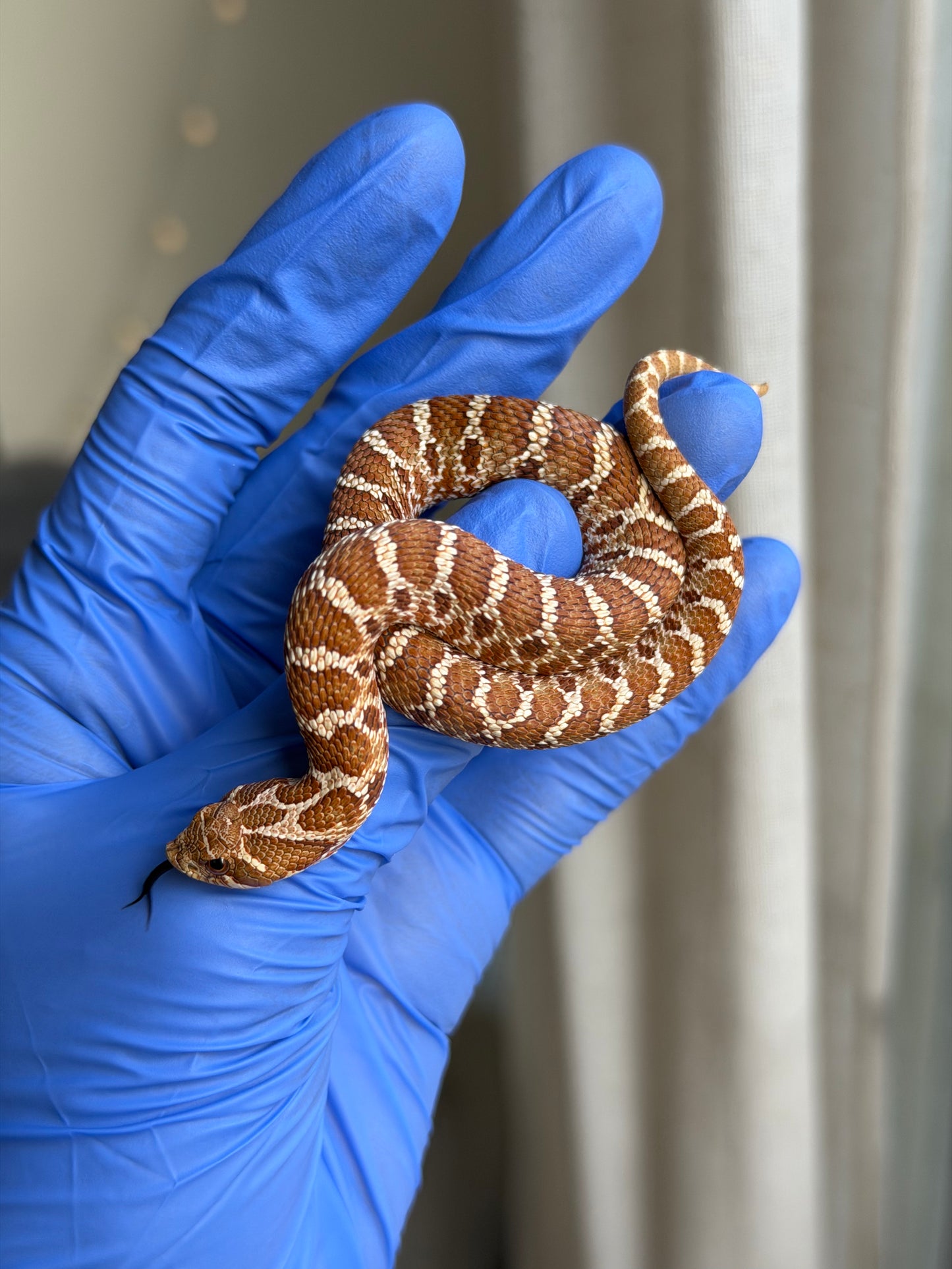 2025 紫紅極端紅X純血沃瑪Cross ♂ (H25152)