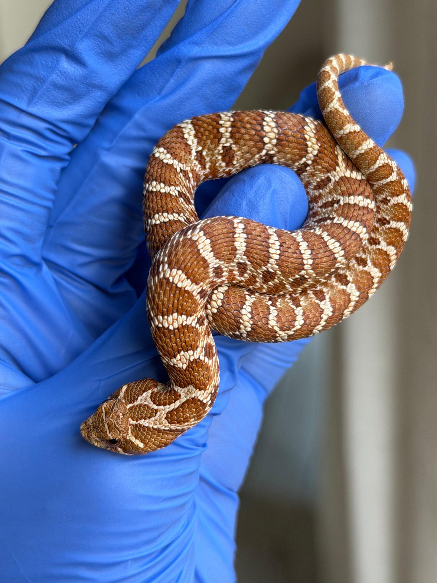 2025 紫紅極端紅X純血沃瑪Cross ♂ (H25152)